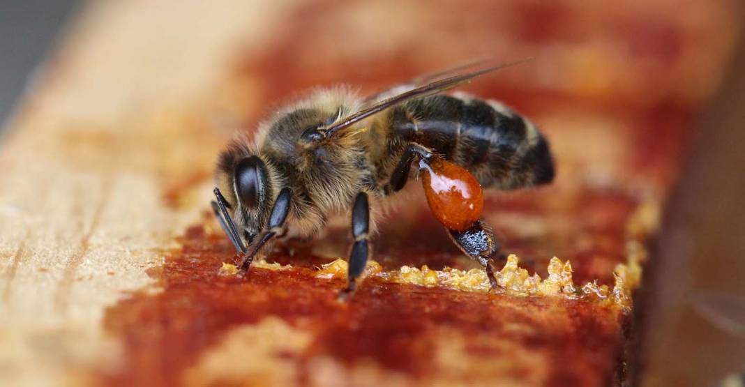 İnsan vücudunda tutkal görevi görüyor! Propolis, hastalıkların kendisine uğramasını istemeyenlere şifa oluyor! 7