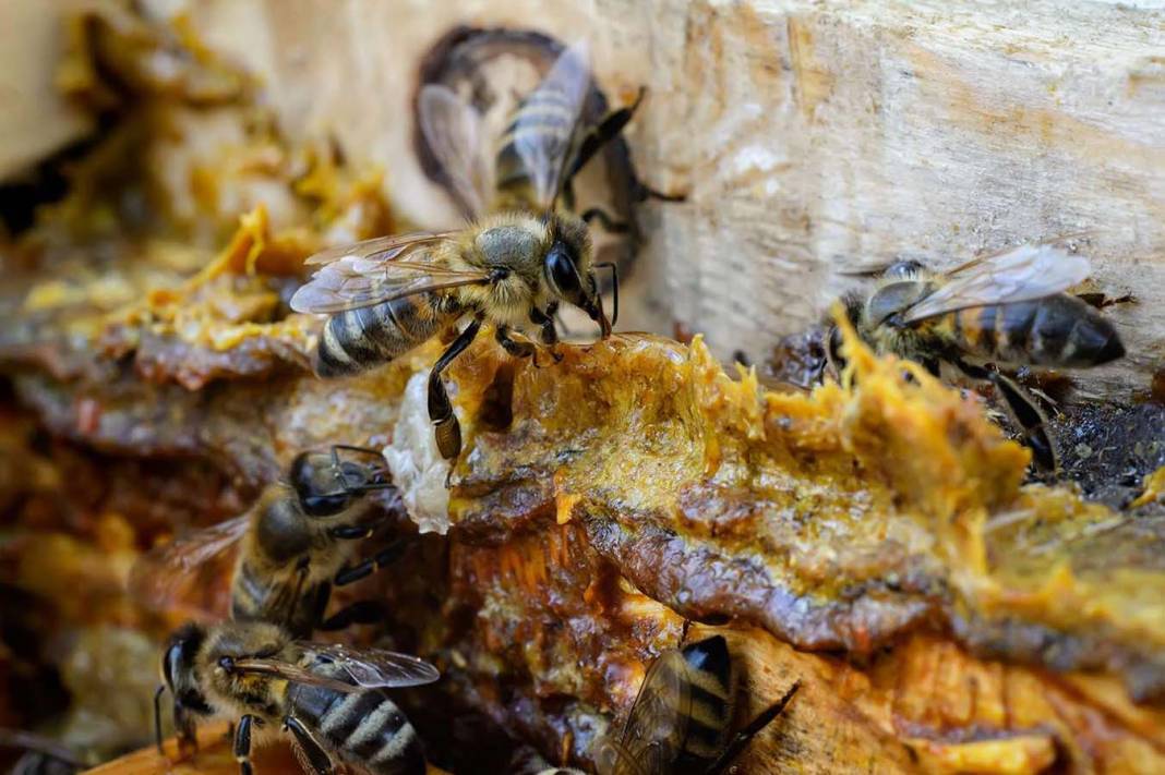 İnsan vücudunda tutkal görevi görüyor! Propolis, hastalıkların kendisine uğramasını istemeyenlere şifa oluyor! 9