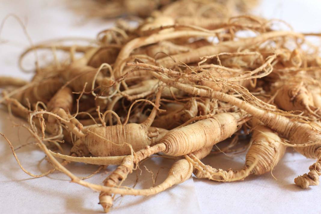 Çin tıbbının binlerce yıldır değişmeyen sağlık formülü! Ginseng'in sağlık için kanıtlanmış faydaları! 1