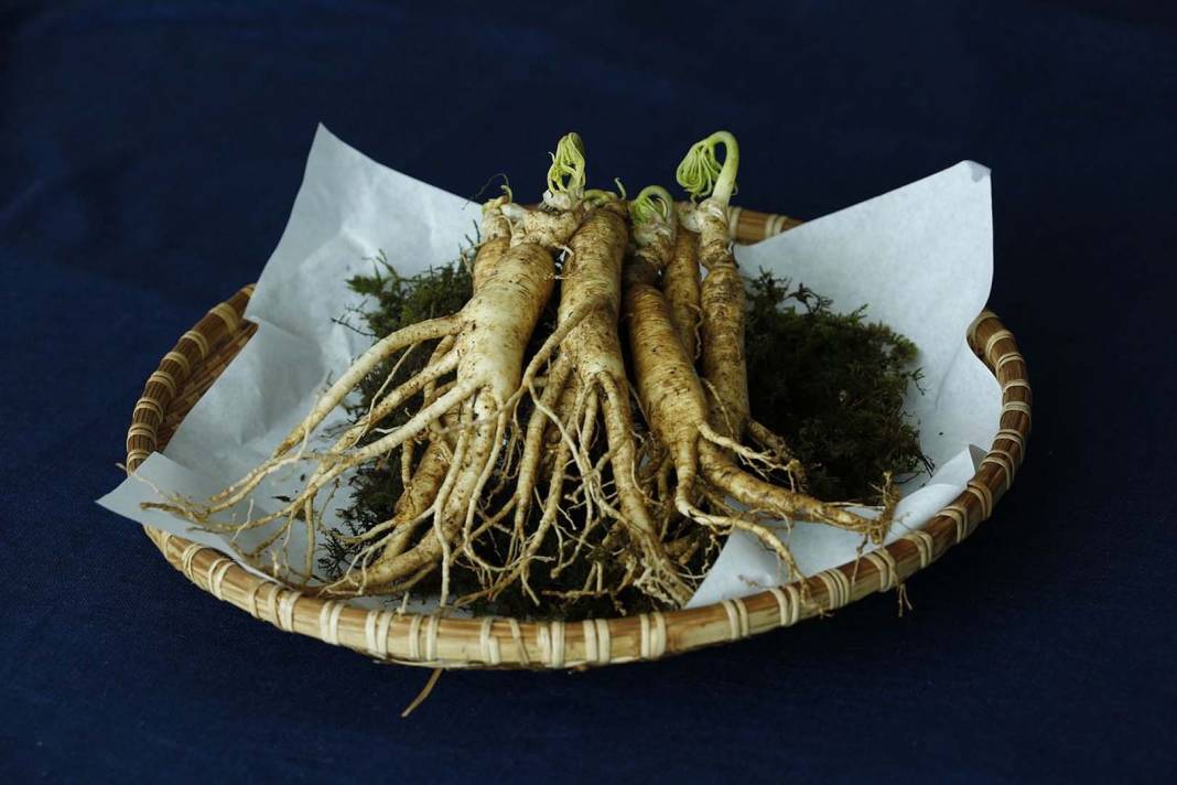 Çin tıbbının binlerce yıldır değişmeyen sağlık formülü! Ginseng'in sağlık için kanıtlanmış faydaları! 2