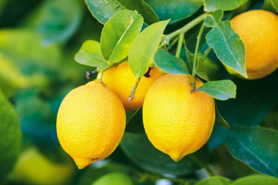 Faydalarını bilmeyen kalmasın! Sapasağlam bir vücudun kilit meyvesi: Limon 2