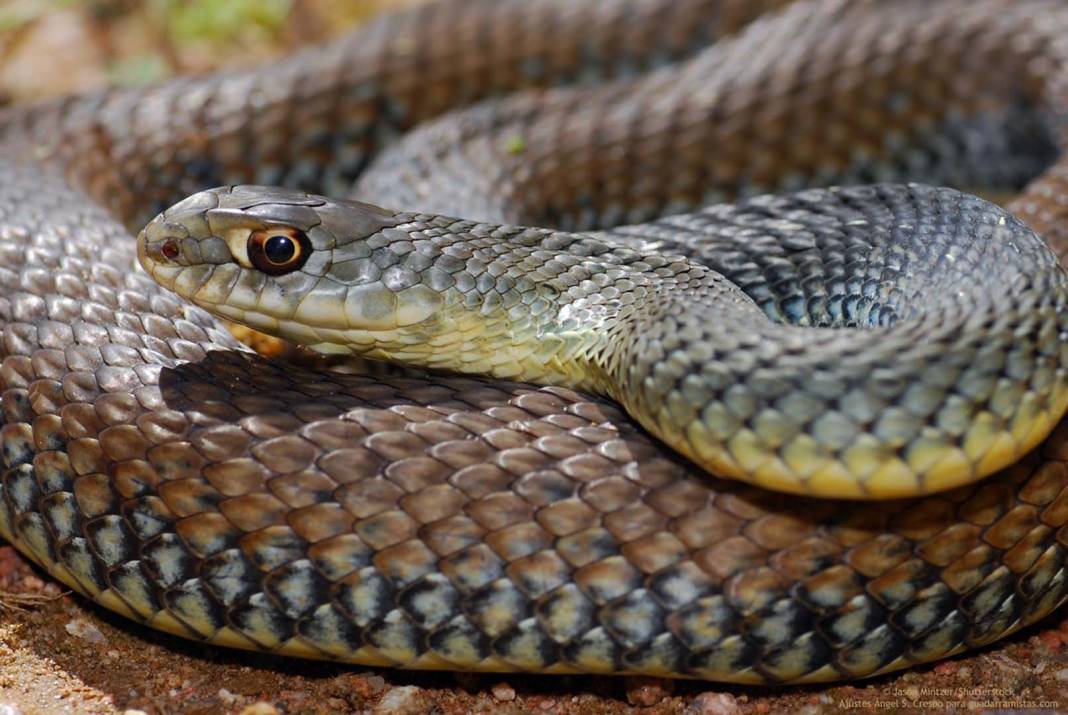 Kendisine saldıran yılanı zehirleyip ısırarak öldüren adamın bir garip olayı! 1