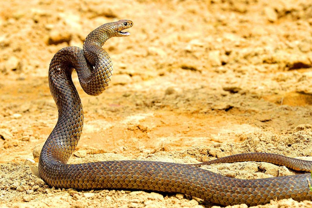 Kendisine saldıran yılanı zehirleyip ısırarak öldüren adamın bir garip olayı! 2