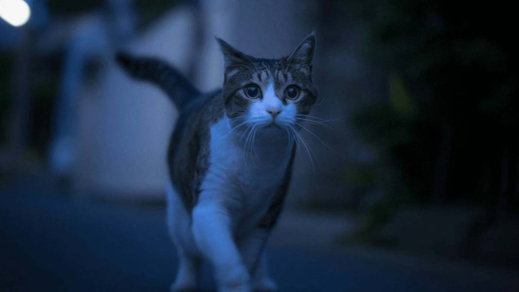 Zehirli gazı ilk o fark etti! Tehlikenin farkına varan minik kedi, 4 kişilik aileyi faciadan kurtardı! 3