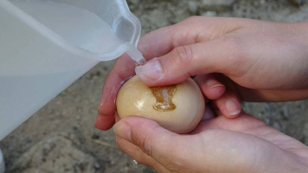 Böylesini ilk kez göreceksin! Tavuğun yumurtasındaki desen şaşkınlık yarattı! Sanki kendisi çizmiş! 2