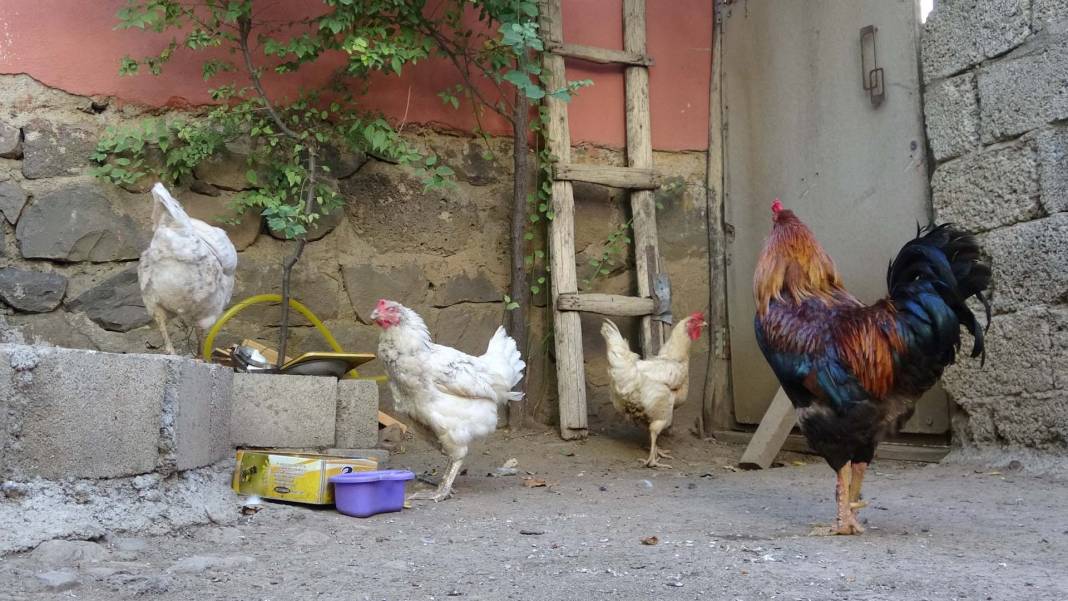 Böylesini ilk kez göreceksin! Tavuğun yumurtasındaki desen şaşkınlık yarattı! Sanki kendisi çizmiş! 6