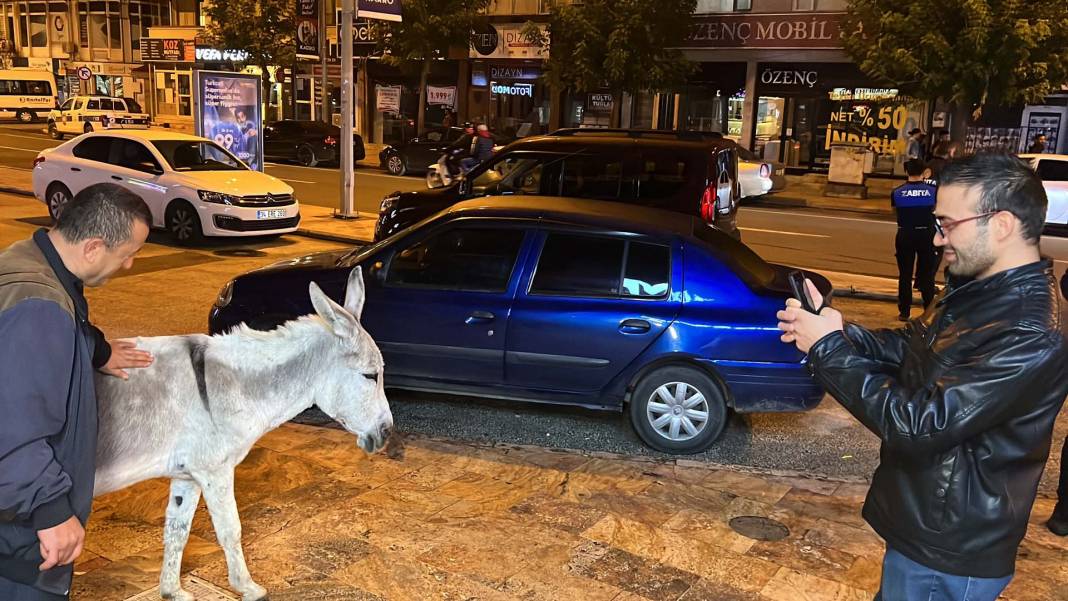 Düzce'de şehre inen eşek ilgi odağı oldu! Kimisi fotoğraf çekti, kimisi üzerine bindi 1