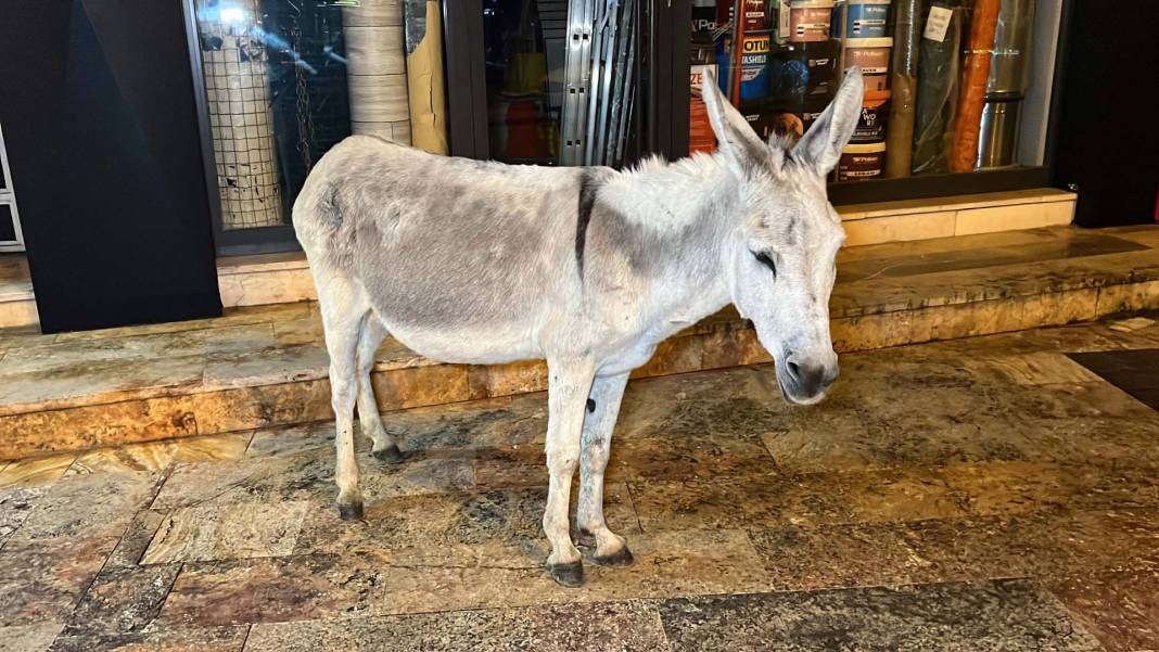 Düzce'de şehre inen eşek ilgi odağı oldu! Kimisi fotoğraf çekti, kimisi üzerine bindi 4