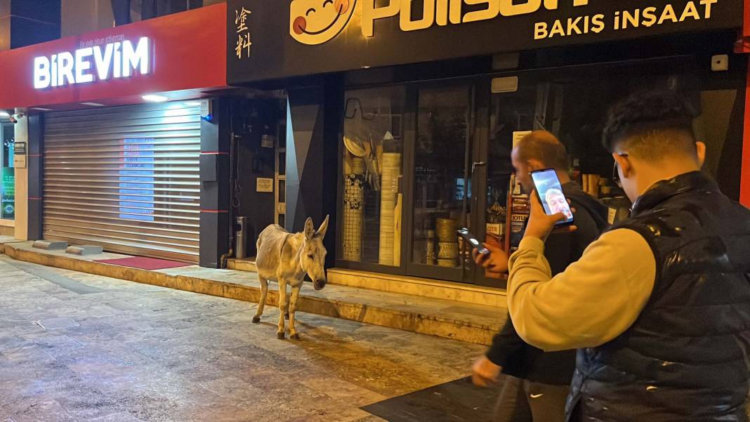 Düzce'de şehre inen eşek ilgi odağı oldu! Kimisi fotoğraf çekti, kimisi üzerine bindi 5