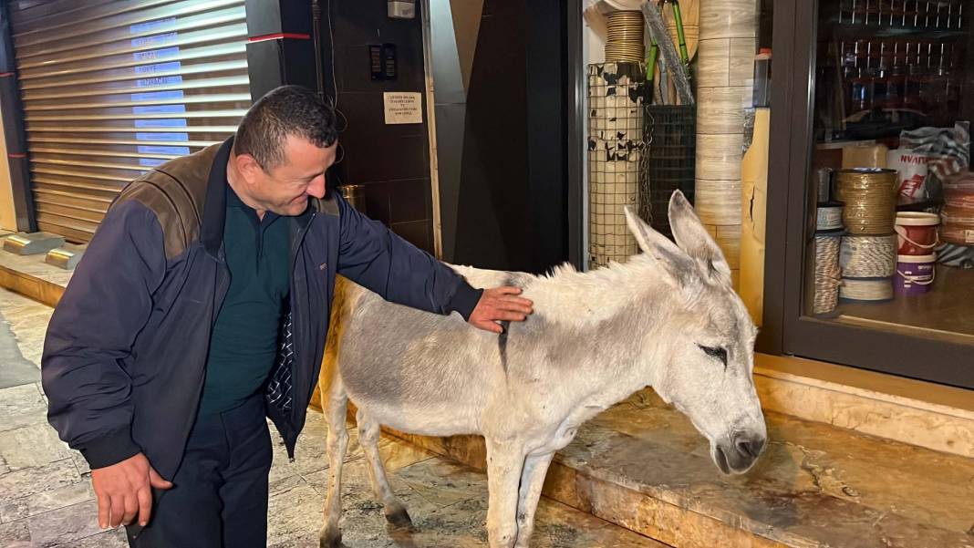 Düzce'de şehre inen eşek ilgi odağı oldu! Kimisi fotoğraf çekti, kimisi üzerine bindi 7