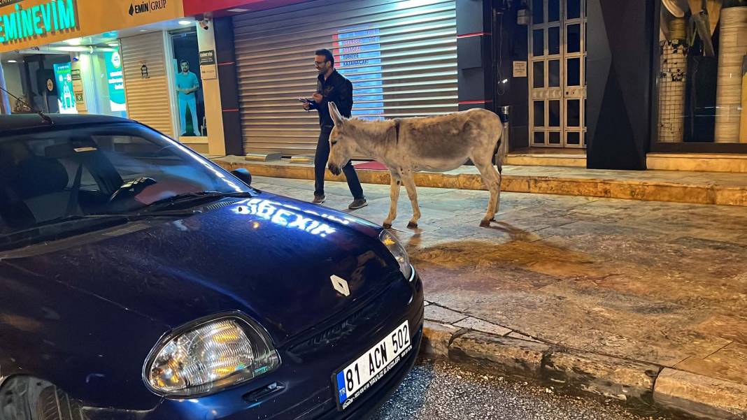 Düzce'de şehre inen eşek ilgi odağı oldu! Kimisi fotoğraf çekti, kimisi üzerine bindi 8