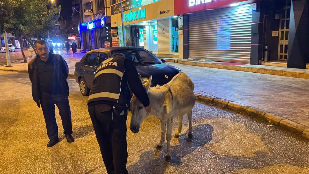 Düzce'de şehre inen eşek ilgi odağı oldu! Kimisi fotoğraf çekti, kimisi üzerine bindi 9