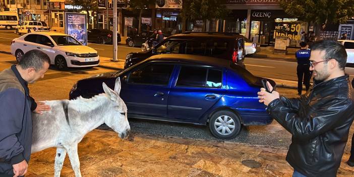 Düzce'de şehre inen eşek ilgi odağı oldu! Kimisi fotoğraf çekti, kimisi üzerine bindi