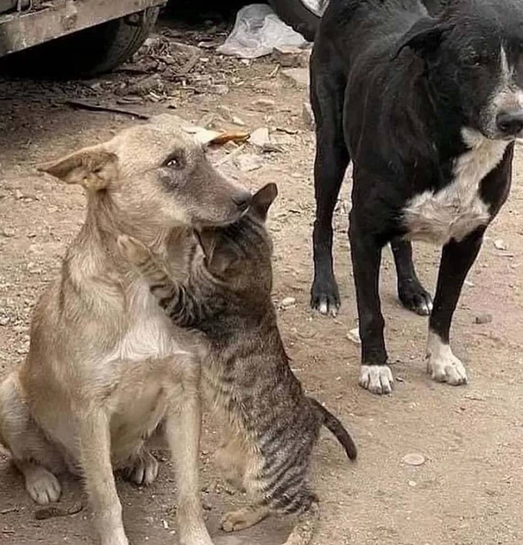 Can dostlarımız da afetten etkilendi! Kahramanmaraş depreminden kurtulan hayvanlar! 1