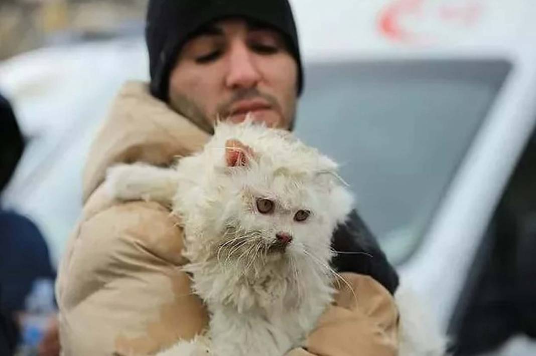 Can dostlarımız da afetten etkilendi! Kahramanmaraş depreminden kurtulan hayvanlar! 2