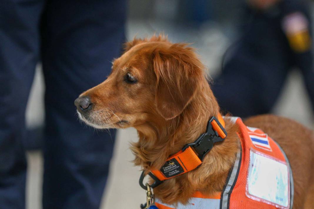 Depremzedelere umut oldular! Arama kurtarma ekiplerinin vazgeçilmezi hassas burunlu köpekler! 1