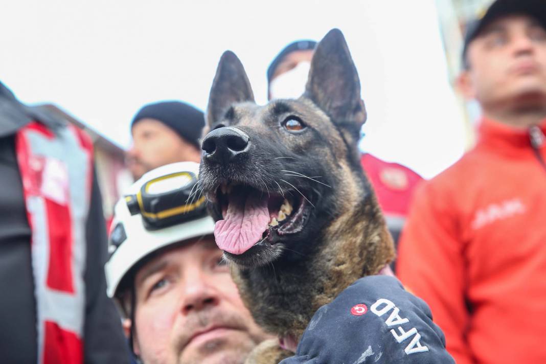 Depremzedelere umut oldular! Arama kurtarma ekiplerinin vazgeçilmezi hassas burunlu köpekler! 11