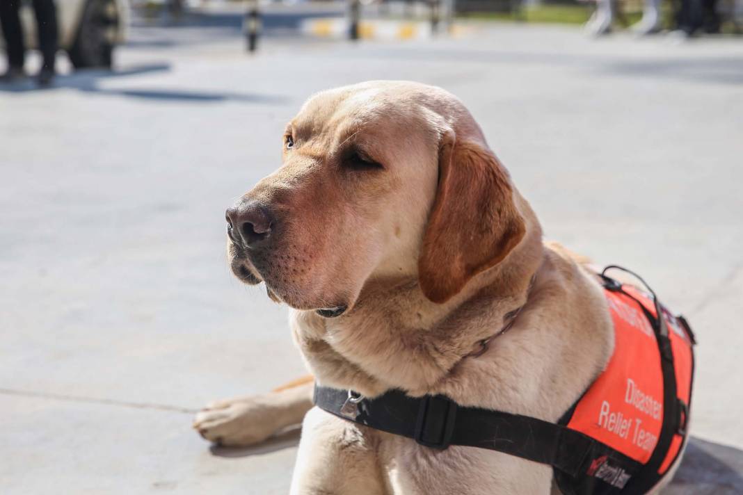 Depremzedelere umut oldular! Arama kurtarma ekiplerinin vazgeçilmezi hassas burunlu köpekler! 12