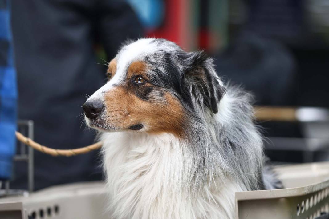 Depremzedelere umut oldular! Arama kurtarma ekiplerinin vazgeçilmezi hassas burunlu köpekler! 13