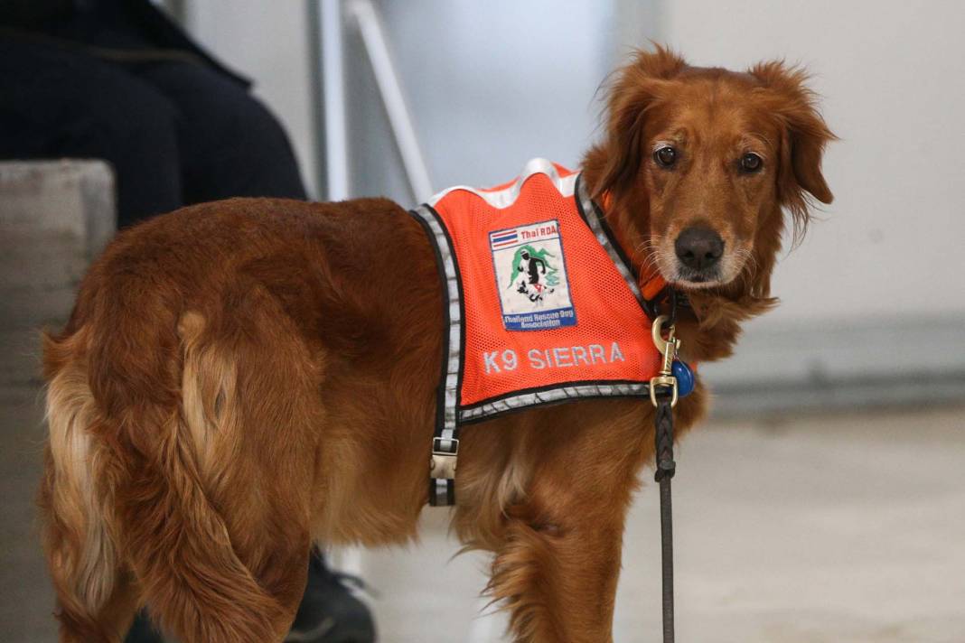 Depremzedelere umut oldular! Arama kurtarma ekiplerinin vazgeçilmezi hassas burunlu köpekler! 15