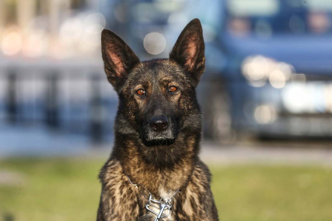 Depremzedelere umut oldular! Arama kurtarma ekiplerinin vazgeçilmezi hassas burunlu köpekler! 2