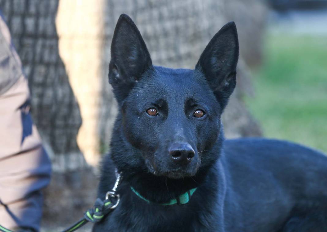 Depremzedelere umut oldular! Arama kurtarma ekiplerinin vazgeçilmezi hassas burunlu köpekler! 3