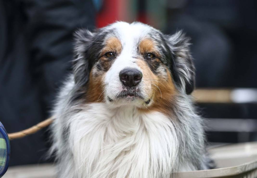 Depremzedelere umut oldular! Arama kurtarma ekiplerinin vazgeçilmezi hassas burunlu köpekler! 4