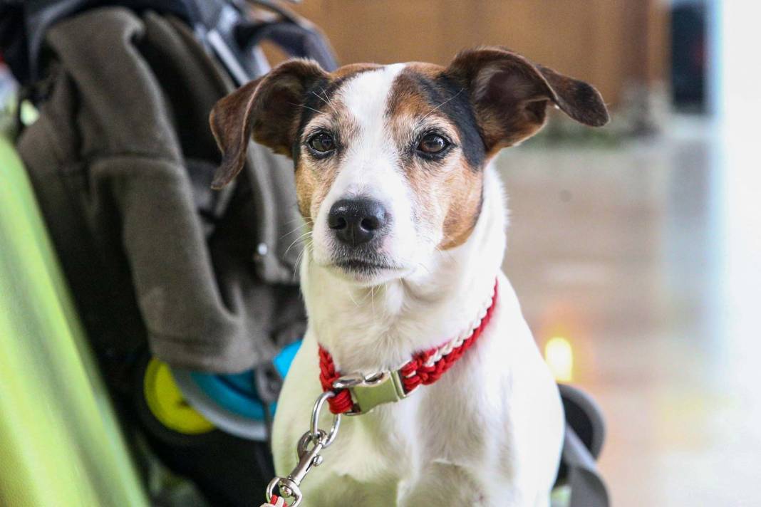 Depremzedelere umut oldular! Arama kurtarma ekiplerinin vazgeçilmezi hassas burunlu köpekler! 6