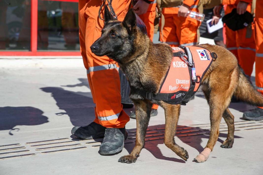 Depremzedelere umut oldular! Arama kurtarma ekiplerinin vazgeçilmezi hassas burunlu köpekler! 7