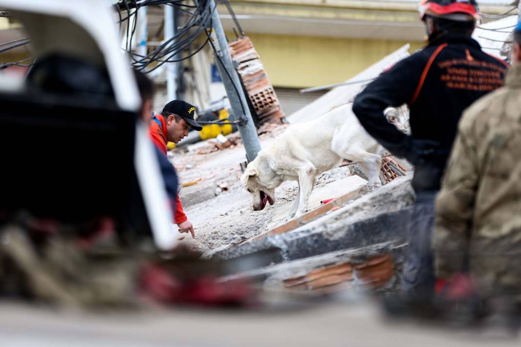 Depremzedelere umut oldular! Arama kurtarma ekiplerinin vazgeçilmezi hassas burunlu köpekler! 8