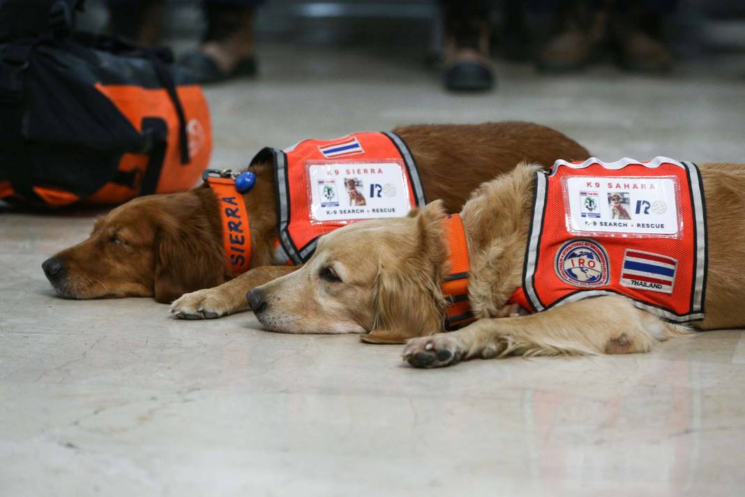 Depremzedelere umut oldular! Arama kurtarma ekiplerinin vazgeçilmezi hassas burunlu köpekler! 9