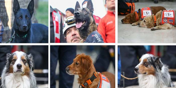 Depremzedelere umut oldular! Arama kurtarma ekiplerinin vazgeçilmezi hassas burunlu köpekler!