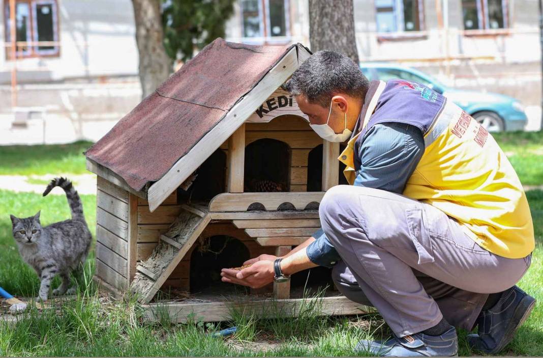 Sokak hayvanlarına jest! yaşam alanlarını konforlaştıracak  tasarım mobilyalar geliyor 2