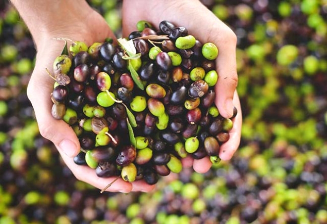 Zeytin çekirdeği yutmak zararlımı? Okuyunca çok şarıracaksınız! 2