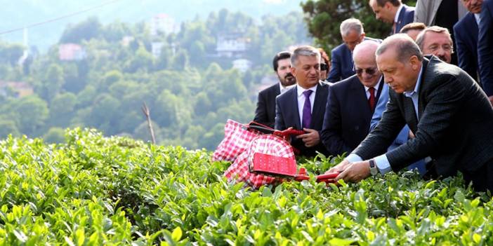 2023 yaş taban fiyatı ne kadar oldu? Cumhurbaşkanı Erdoğan, yaş çay taban fiyatını açıkladı