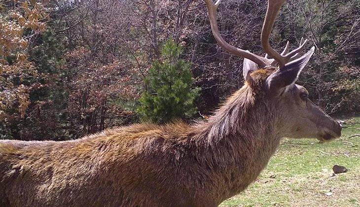 Ormana kurulan Fotokapanlara yansıyan görüntüler belgeseli aratmadı 1