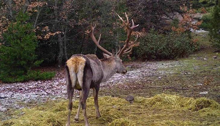 Ormana kurulan Fotokapanlara yansıyan görüntüler belgeseli aratmadı 2