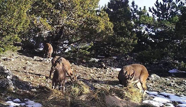 Ormana kurulan Fotokapanlara yansıyan görüntüler belgeseli aratmadı 3