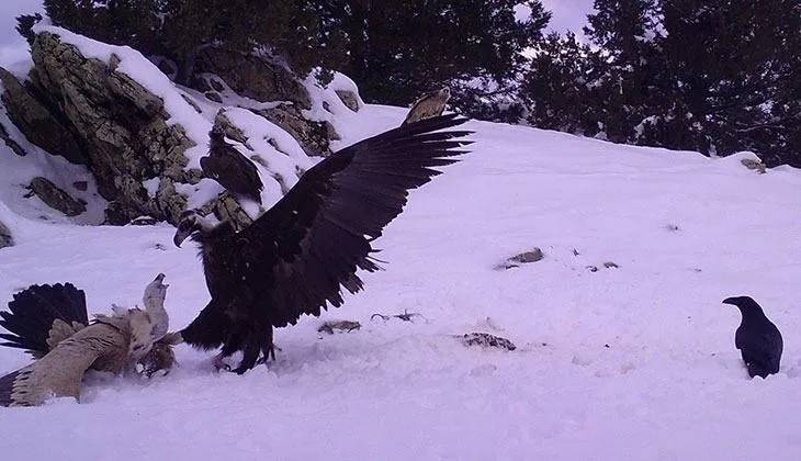 Ormana kurulan Fotokapanlara yansıyan görüntüler belgeseli aratmadı 4