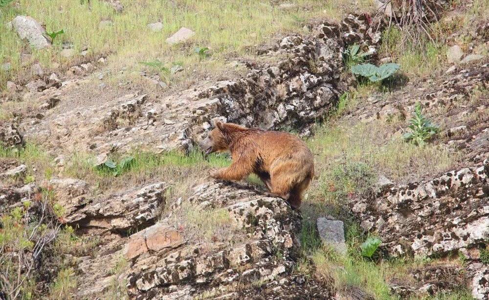 Ormana kurulan Fotokapanlara yansıyan görüntüler belgeseli aratmadı 8