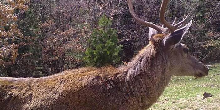 Ormana kurulan Fotokapanlara yansıyan görüntüler belgeseli aratmadı