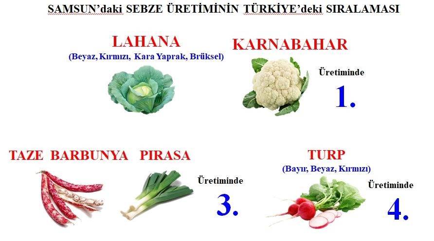 Sebze ve meyveyi Samsun üretiyor,Türkiye'nin 81 ilindeki ve dünyadaki mutfakları tüketiyor 1