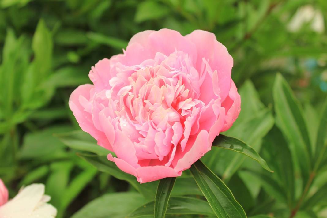 Şans Getirdiğine İnanılan Çiçekler! Bu Çiçekler Evinizde Varsa Çok Şanslısınız 2