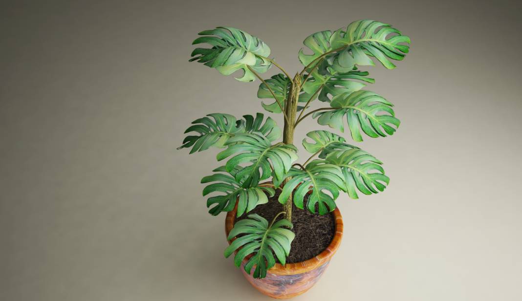 Şans Getirdiğine İnanılan Çiçekler! Bu Çiçekler Evinizde Varsa Çok Şanslısınız 5