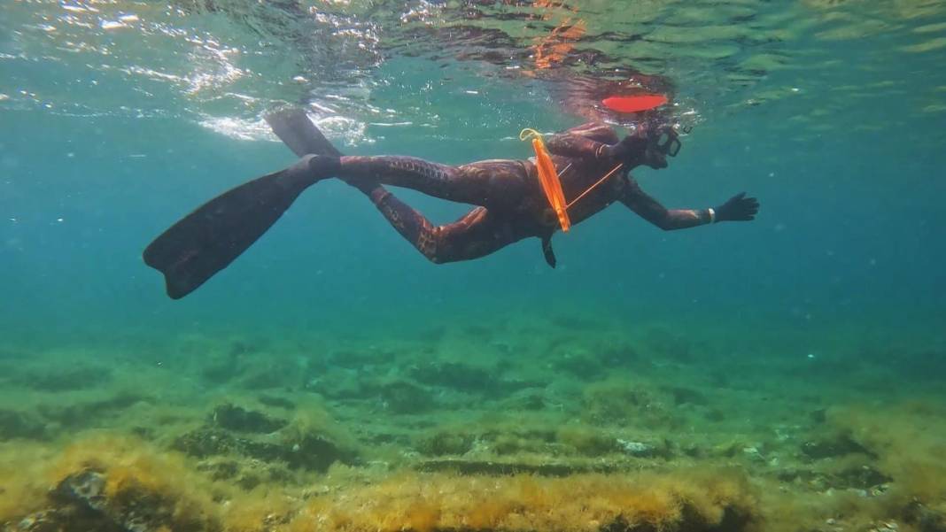 İstanbul dikkat! 4 metrelik pusula denizanası görüntülendi! 4