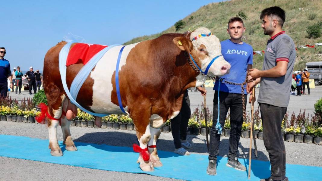 Kurbanlık güzellik yarışması düzenlendi! 1