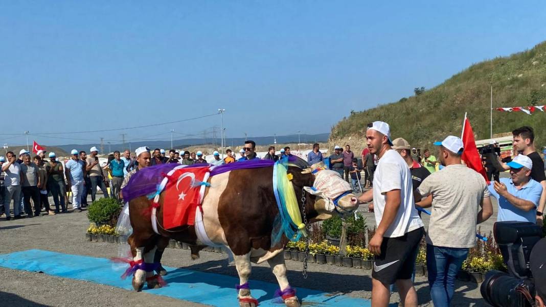 Kurbanlık güzellik yarışması düzenlendi! 2