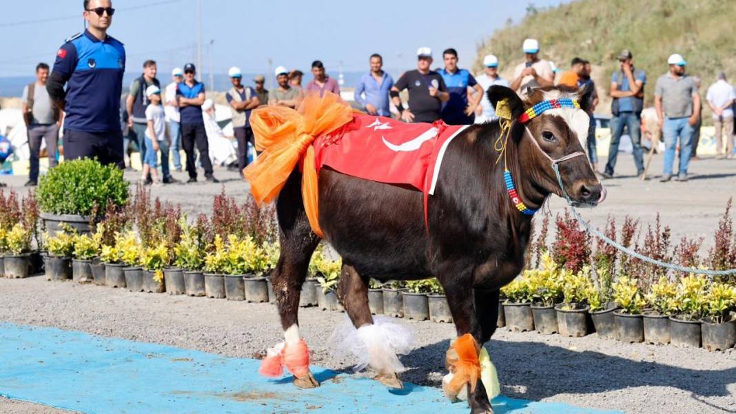 Kurbanlık güzellik yarışması düzenlendi! 4