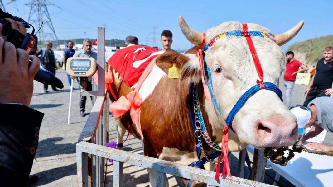 Kurbanlık güzellik yarışması düzenlendi! 5