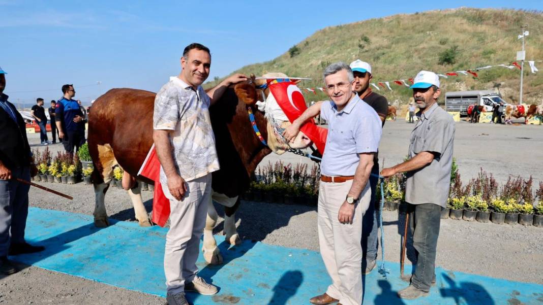 Kurbanlık güzellik yarışması düzenlendi! 8